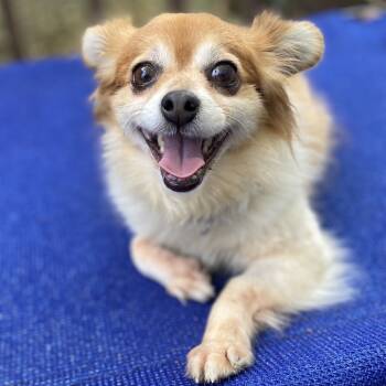 Rescue Pomeranian and Chihuahua Dogs for Adoption in Kansas City, Missouri - Kiki | PetCurious