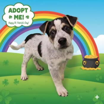 Australian Cattle Dog Blue Heeler Dogs Available for Adoption - Joey | PetCurious