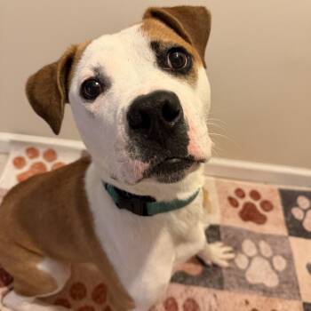 Jackson -  Boxer and Pit Bull Terrier Dog for Adoption in Avon, Ohio - Jackson | PetCurious
