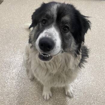 Great Pyrenees Dogs Available for Adoption - Winter | PetCurious