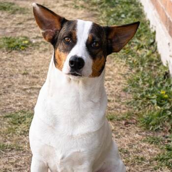 Jack Russell Terrier Dogs Available for Adoption - Bingo | PetCurious