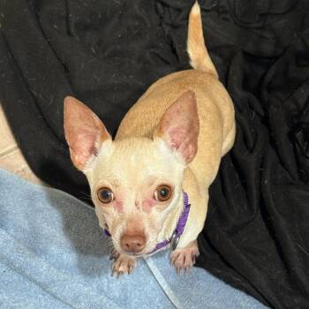 Lovebug *Arriving 7/25* D11803 -  Chihuahua and Dachshund Dog for Adoption - Lovebug *Arriving 7/25* D11803 | PetCurious