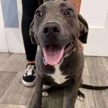 Avalon -  American Staffordshire Terrier and Mixed Breed Dog for Adoption in Los Angeles, California - Avalon | PetCurious