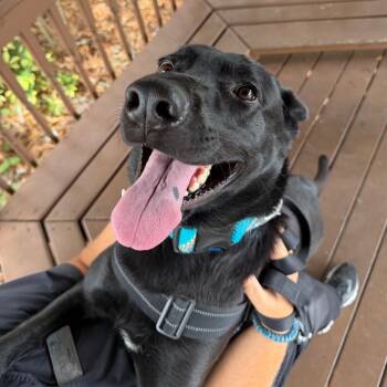 Ranger -  Shepherd and Labrador Retriever Dog Available for Adoption in Tampa, Florida - Ranger | PetCurious