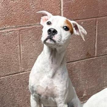 Magnolia -  Mixed Breed and Cattle Dog Dog for Adoption in Salt Lake City, Utah - Magnolia | PetCurious