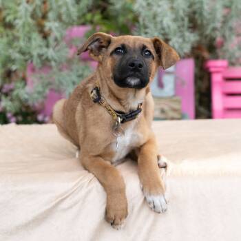 Rescue Hound Dogs for Adoption in Wake Forest, North Carolina - Wakanda | PetCurious