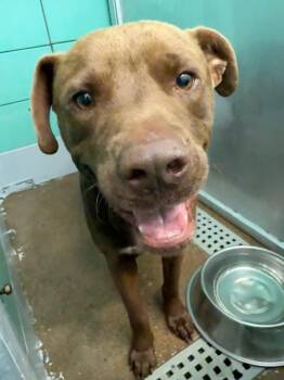 CANELO -  Staffordshire Bull Terrier and Mixed Breed Dog Available for Adoption in Houston, Texas - CANELO | PetCurious