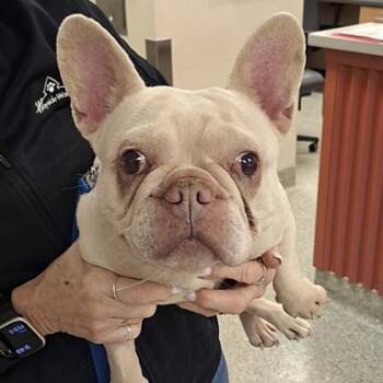 French Bulldog and Mixed Breed Dogs Available for Adoption - Waldo | PetCurious