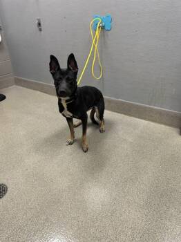 PRINCESS BUBBLEGUM -  German Shepherd Dog Dog for Adoption in Las Vegas, Nevada - PRINCESS BUBBLEGUM | PetCurious