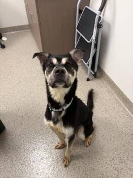 Rufus -  Shepherd and Siberian Husky Dog for Adoption in Fishers, Indiana - Rufus | PetCurious