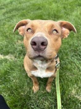 Mixed Breed Dogs Available for Adoption in Kansas City, Missouri - Annie | PetCurious