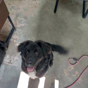26-054 -  Australian Shepherd Dog for Adoption in Carrollton, Ohio - 26-054 | PetCurious