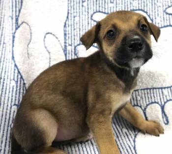 Ashby -  Shepherd Dog for Adoption in Thief River Falls, Minnesota - Ashby | PetCurious