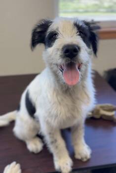 Australian Shepherd and Irish Wolfhound Dogs Available for Adoption in Bemidji, Minnesota - Theodore | PetCurious