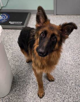 Hopper -  Terrier Dog for Adoption in Athens, Tennessee - Hopper | PetCurious