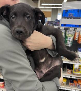 Pit Bull Terrier Dogs Available for Adoption - ATLAS | PetCurious