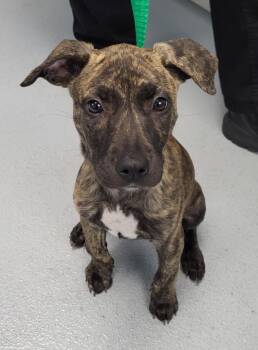 Pit Bull Terrier Dogs Available for Adoption in Lawrenceville, Georgia - Pen 232 Yolanda | PetCurious