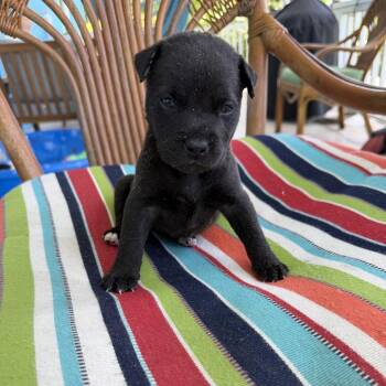 Elfie -  Mixed Breed Dog Available for Adoption in Frederiksted, St. Croix - Elfie | PetCurious
