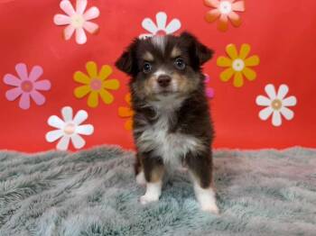 Elegy -  Chihuahua and Australian Shepherd Dog for Adoption in Phoenix, Arizona - Elegy | PetCurious