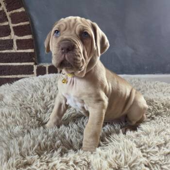 Mastiff Dogs Available for Adoption - Tiramisu | PetCurious