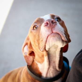 Labrador Retriever and Cattle Dog Dogs Available for Adoption in Hattiesburg, Mississippi - Baklava | PetCurious