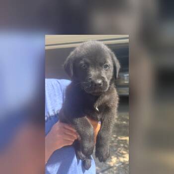 Hershey -  Labrador Retriever Dog for Adoption - Hershey | PetCurious