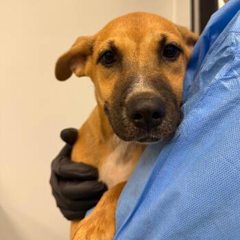 Stewart -  Black Mouth Cur and Mixed Breed Dog for Adoption in Abilene, Texas - Stewart | PetCurious