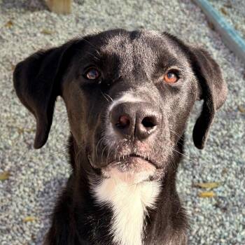 Rescue Black Labrador Retriever Dogs for Adoption in Jefferson, Wisconsin - Lenny | PetCurious