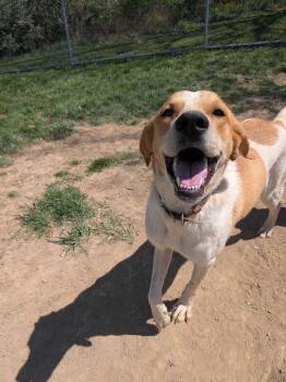 Delphe -  Great Pyrenees and Coonhound Dog for Adoption in Silver Spring, Maryland - Delphe | PetCurious