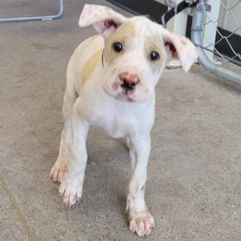 Rocky Road -  Mixed Breed Dog for Adoption in Las Cruces, New Mexico - Rocky Road | PetCurious