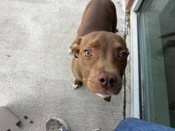 Pit Bull Terrier Dogs Available for Adoption in Pueblo, Colorado - BROWNIE | PetCurious