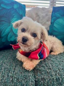 Rescue Maltese Dogs for Adoption in Union Grove, Wisconsin - Faye | PetCurious