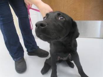 Labrador Retriever Dogs Available for Adoption in Ocala, Florida - A383233 | PetCurious
