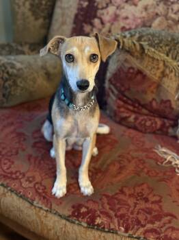 Beagle and Dachshund Dogs Available for Adoption in Bardonia, New York - Brittanie  | PetCurious