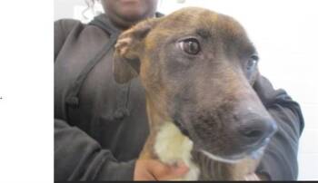 CARMELITA -  Staffordshire Bull Terrier Dog for Adoption in Ocala, Florida - CARMELITA | PetCurious