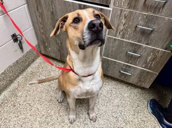 Labrador Retriever and Pit Bull Terrier Dogs Available for Adoption in Colorado Springs, Colorado - PEPE | PetCurious