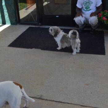 Fendi -  Shih Tzu Dog for Adoption in Jackson, Louisiana - Fendi | PetCurious