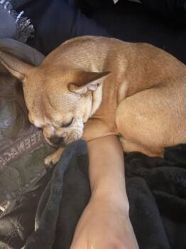 Cheech -  French Bulldog Dog for Adoption in Mary Esther, Florida - Cheech | PetCurious