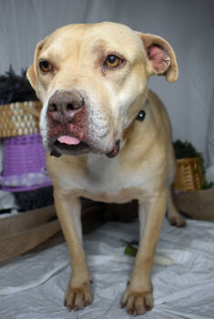 Rescue Pit Bull Terrier Dogs for Adoption in Monroe, Louisiana - Rita | PetCurious