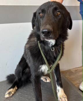 CHIQUITO -  Border Collie Dog for Adoption in Broomfield, Colorado - CHIQUITO | PetCurious