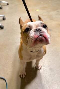 French Bulldog Dogs Available for Adoption in Douglasville, Georgia - Brooklyn | PetCurious