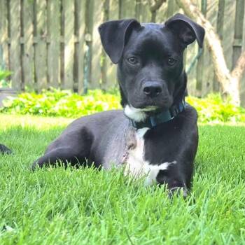 Mixed Breed Dogs Available for Adoption in Dekalb, Illinois - Starlight | PetCurious