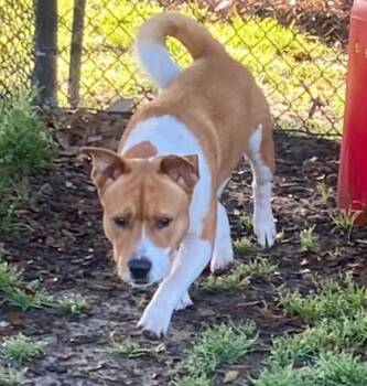 Terrier and Mixed Breed Dogs Available for Adoption - Dublin | PetCurious