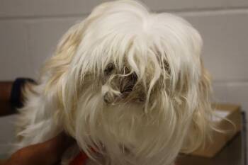 DECKER -  Mixed Breed Dog for Adoption in Columbia, South Carolina - DECKER | PetCurious