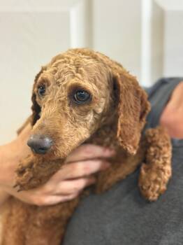 Miniature Poodle Dogs Available for Adoption in Blue Springs, Missouri - Sol | PetCurious