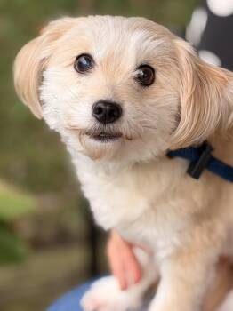 Toby -  Maltipoo Dog for Adoption in Meherrin, Virginia - Toby | PetCurious
