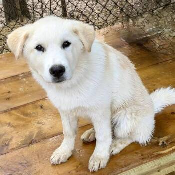 Mixed Breed Dogs Available for Adoption - Ghost | PetCurious