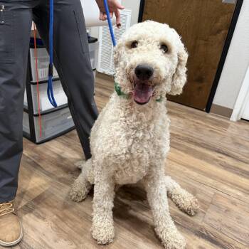 Standard Poodle Dogs Available for Adoption in Louise, Texas - Dollar | PetCurious