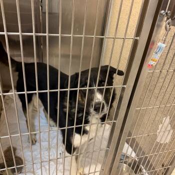Willie -  Shepherd and Mixed Breed Dog for Adoption in Palm Springs, California - Willie | PetCurious