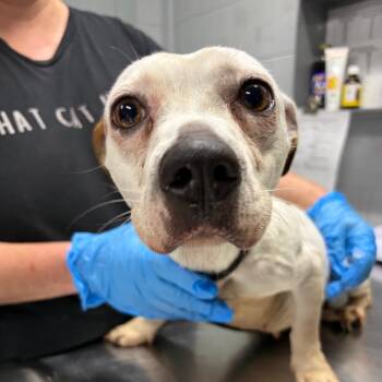 Reeces -  Mixed Breed Dog for Adoption in Summerville, South Carolina - Reeces | PetCurious
